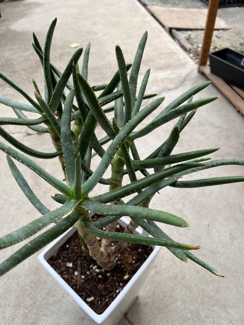 アロエ　ラモシシマ　5分頭