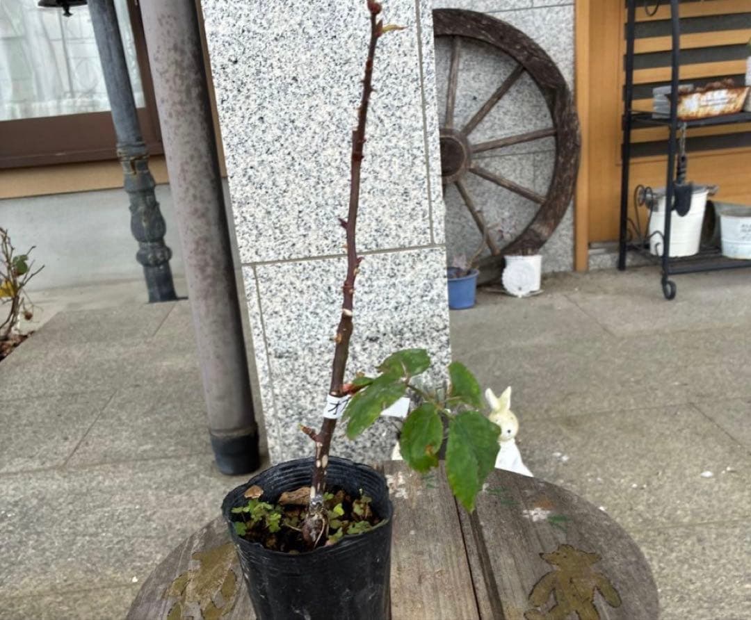 バラ苗　購入前にコメント