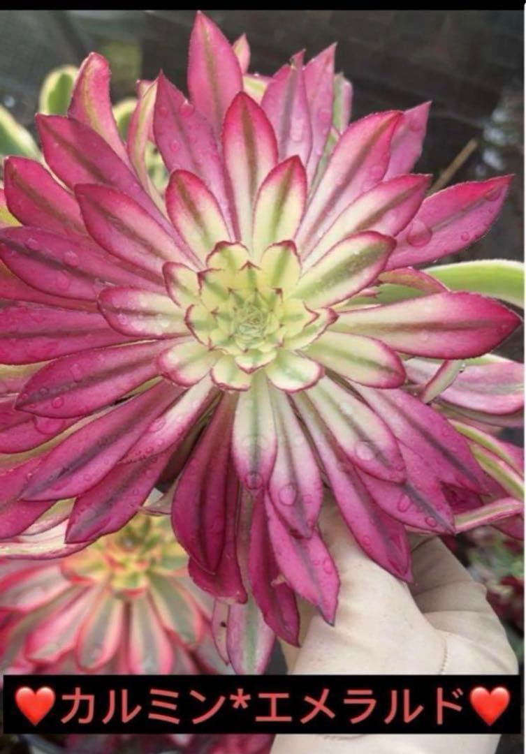 多肉植物❤️アエオニウム錦❤️ カルミン*エメラルド ❤️状態図❤️