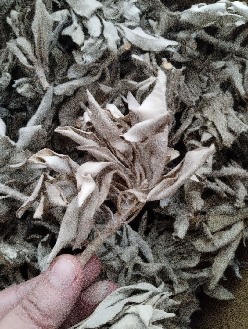 激安価格タイムセール☆無農薬ホワイトセージ枝付きクラスター1KG業務用価額