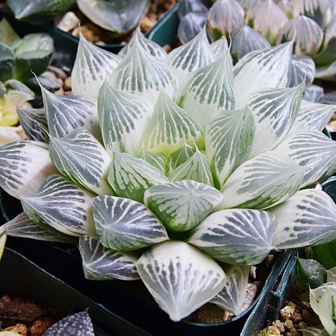 D*3様 ☆☆専用☆☆ハオルチア 白蛇伝