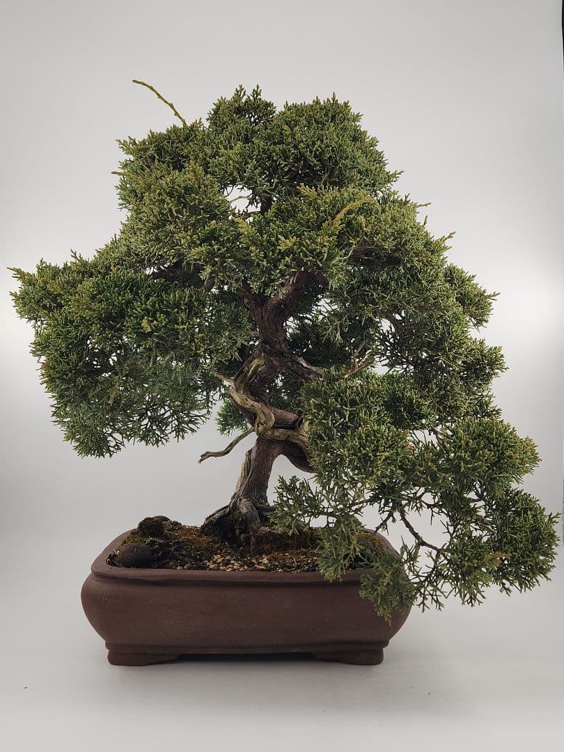 お正月セール 10日まで中品 糸魚川真柏盆栽 五葉松盆栽 真柏盆栽 懸崖 真柏