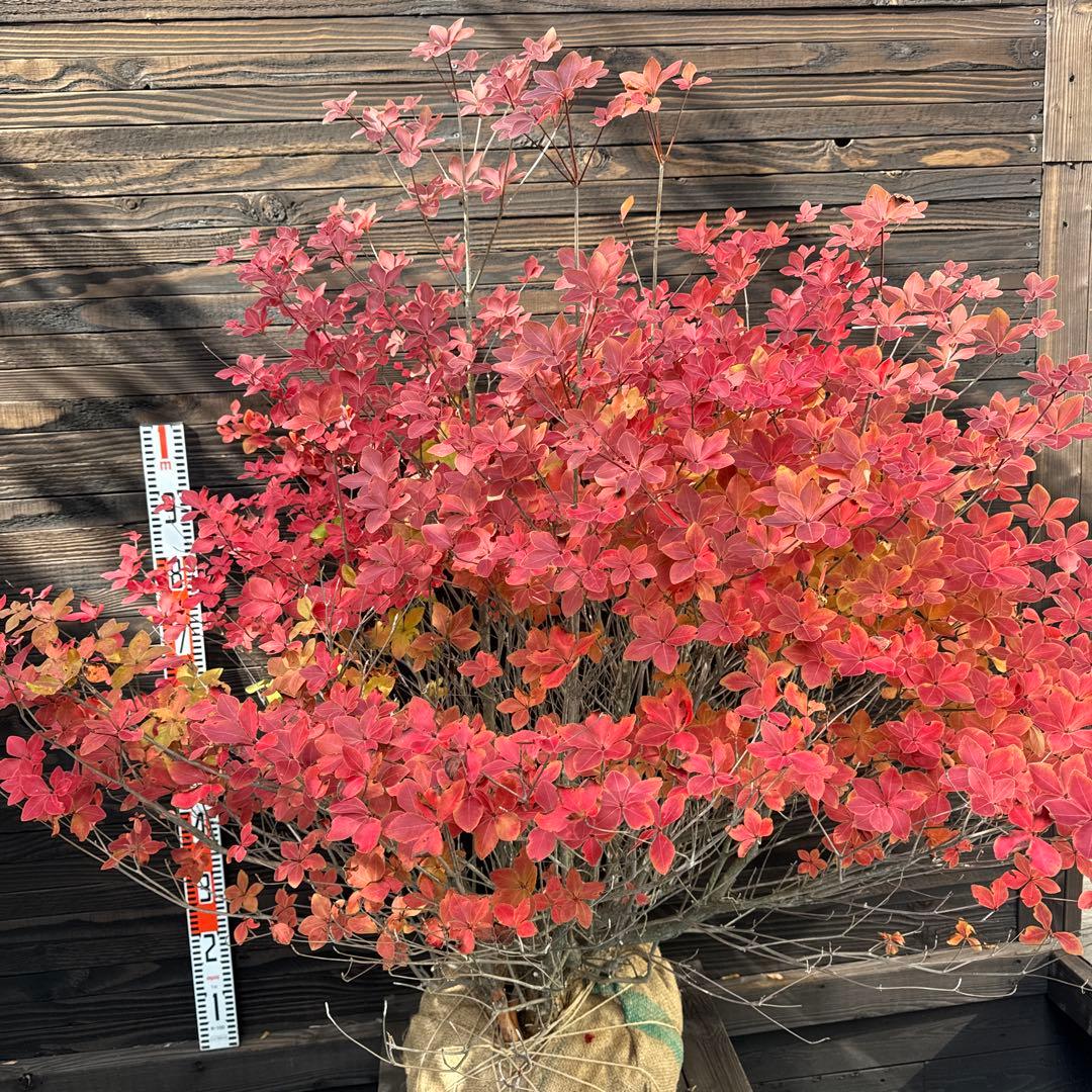 シロヤシオツツジ/特大株【現品発送】管理70740