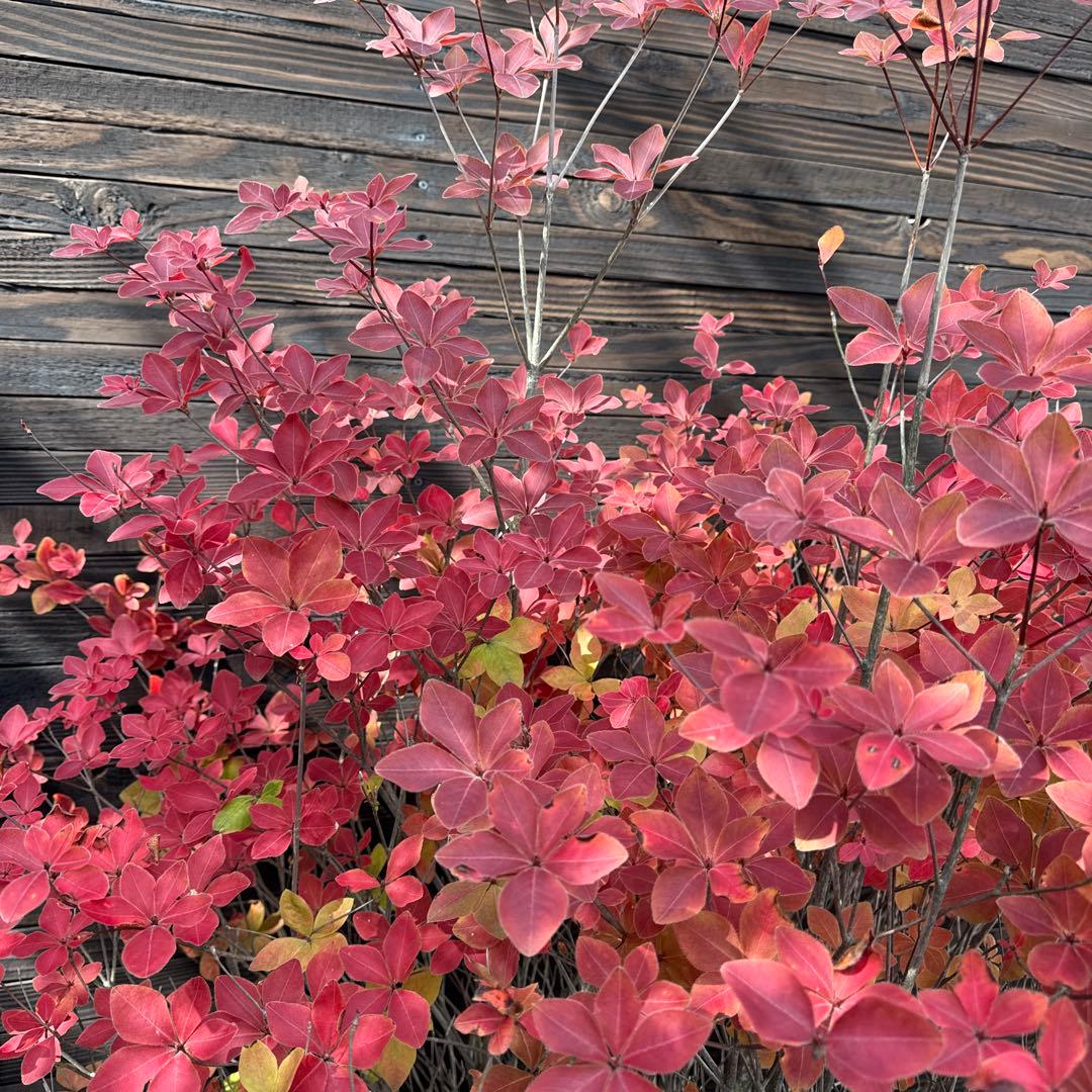 シロヤシオツツジ/特大株【現品発送】管理70740