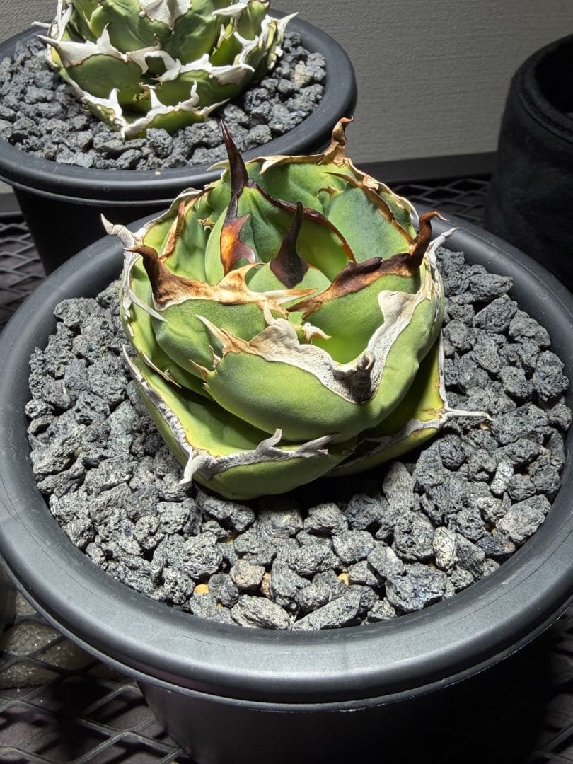 アガベチタノタ　ジャガーノート