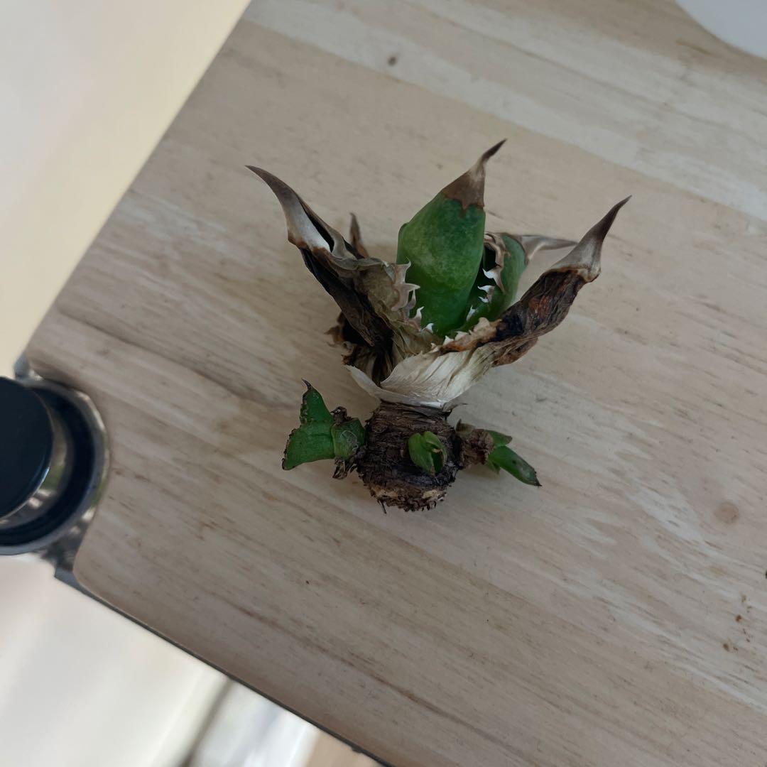 アガベ　チタノタ　追星　COK 親株+子株5個付き！