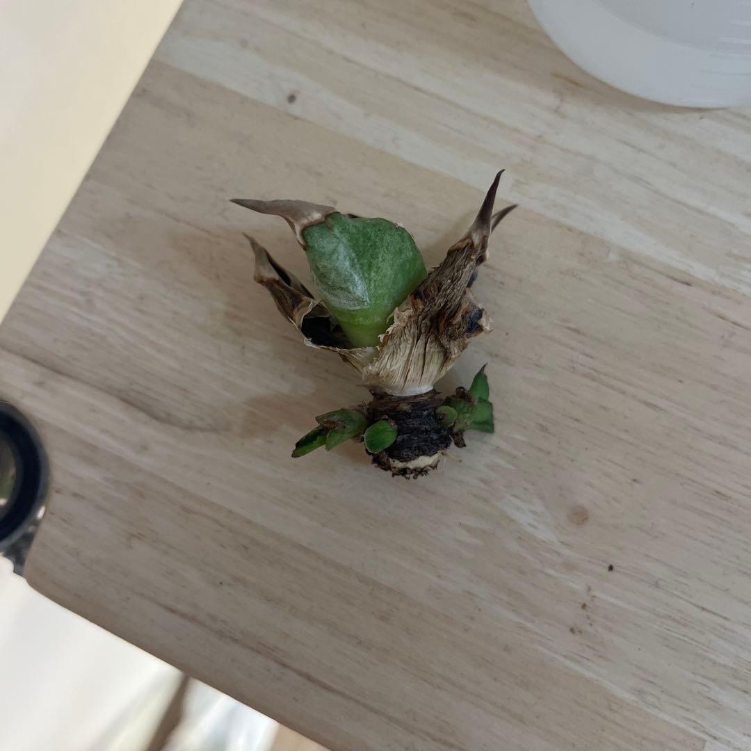 アガベ　チタノタ　追星　COK 親株+子株5個付き！