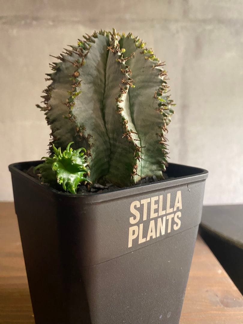 ユーフォルビア 白衣 ホリダ 大株