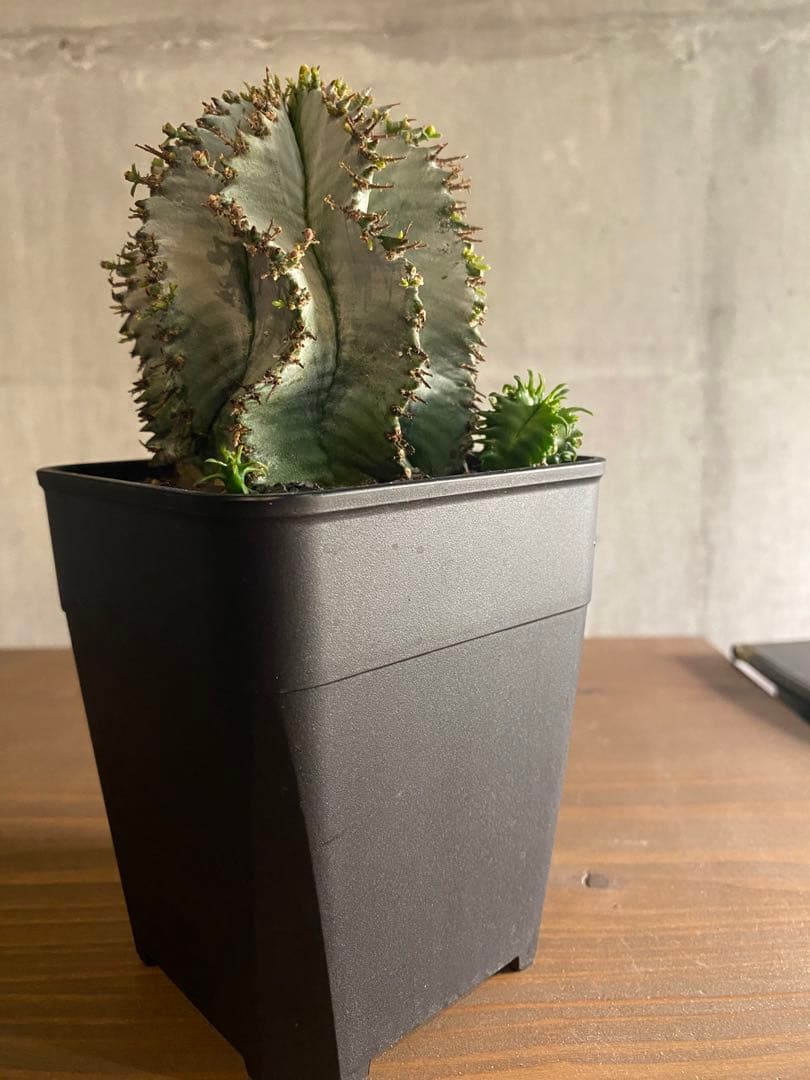 ユーフォルビア 白衣 ホリダ 大株