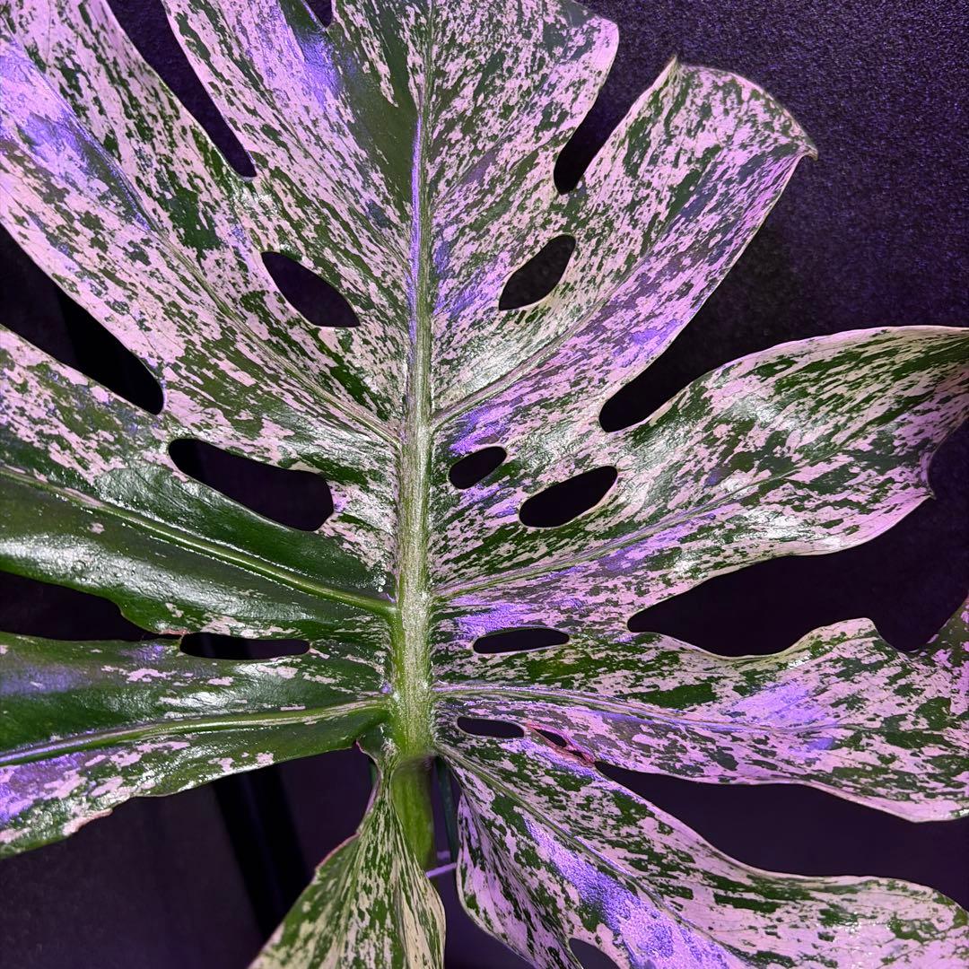 や*す様 超美株❣️モンステラデリシオーサ　サイアム　ミント‼️節多い個体です❣