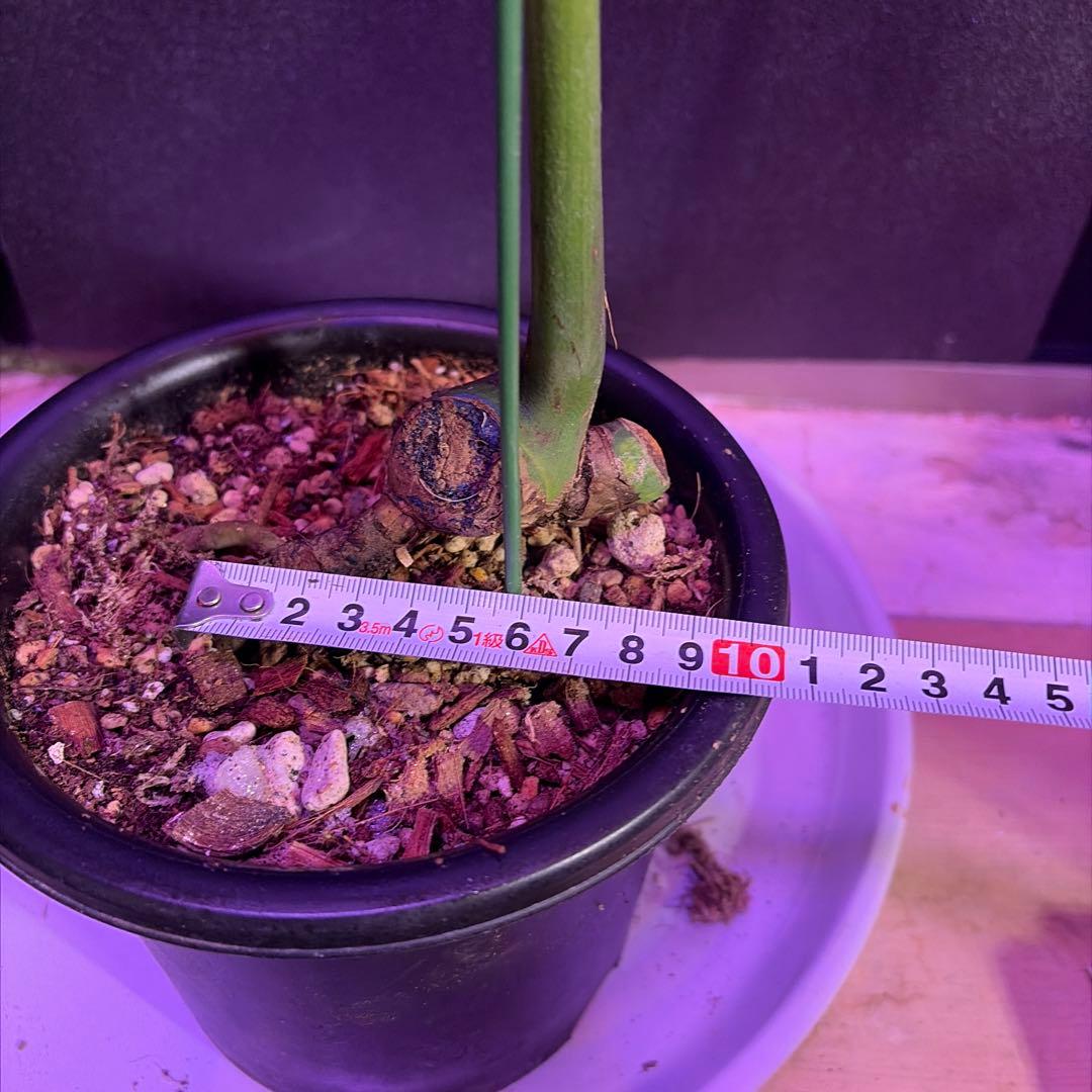 や*す様 超美株❣️モンステラデリシオーサ　サイアム　ミント‼️節多い個体です❣