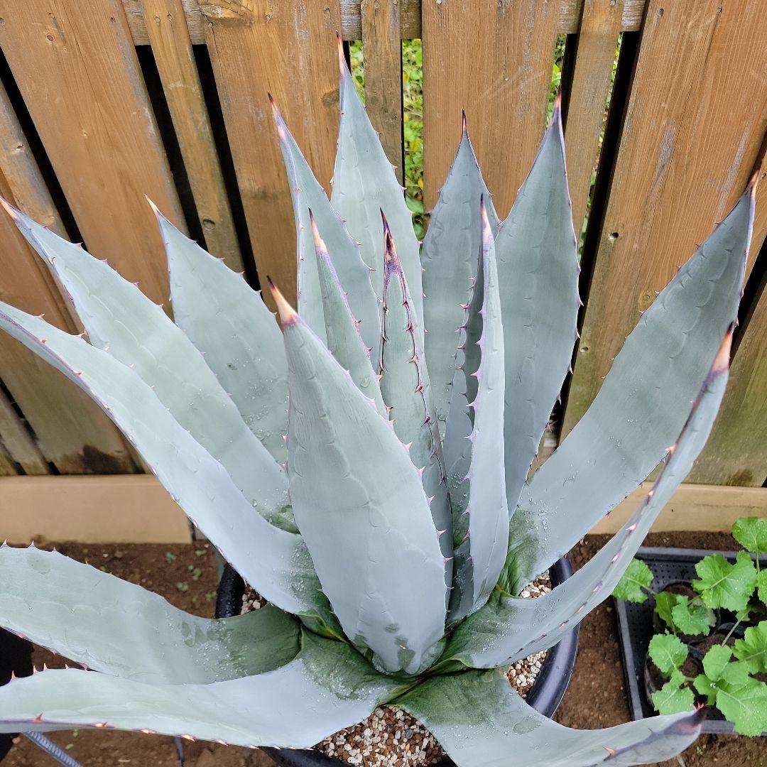 アガベ　パリーネオメキシカーナ　特大株　引き取り限定！