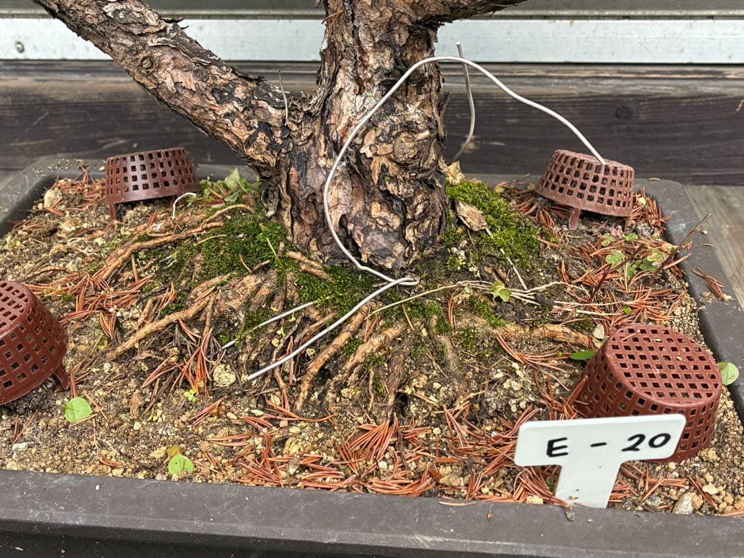 俊*様 ★盆栽★ 赤石五葉松　E- 20 樹齢70年以上　★愛媛県より発送★