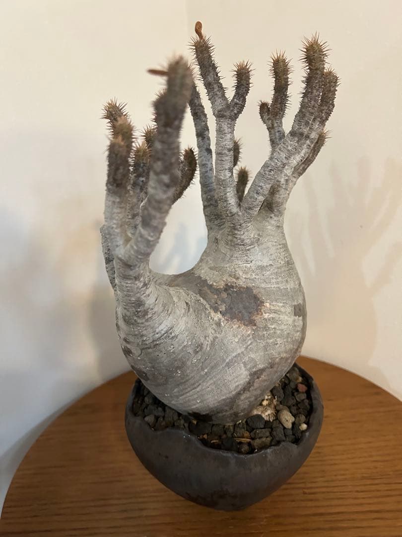 パキポディウム グラキリス 中川智治 鉢 多枝 発根済