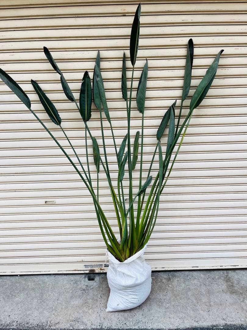 花芽付き　ストレリチア 極楽鳥花　苗　A