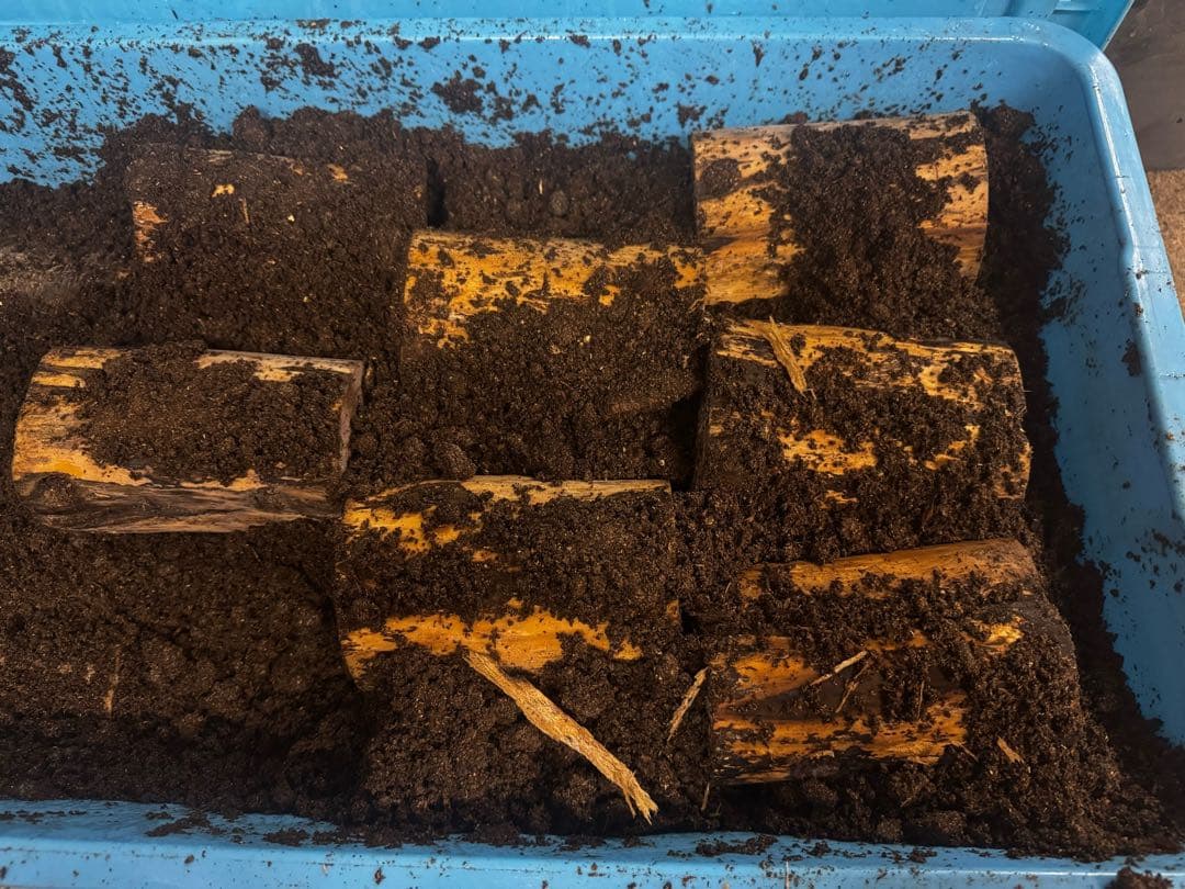 バクテリア材　4本　ウエストウッディ　フォルスター　ドルクス