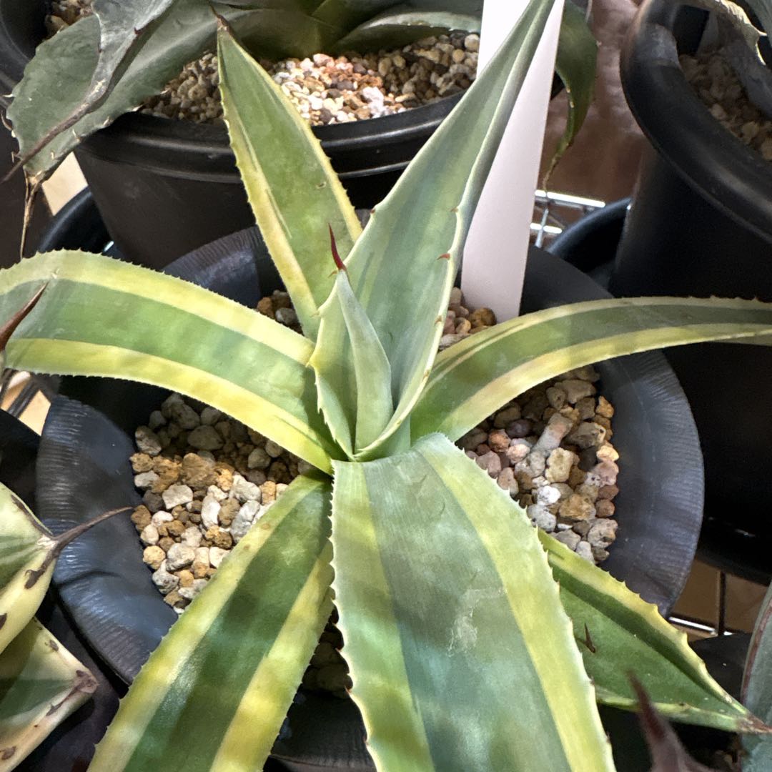 アガベ オバティフォリア オルカ 【鉢のまま発送】検 キラー リップル パリー