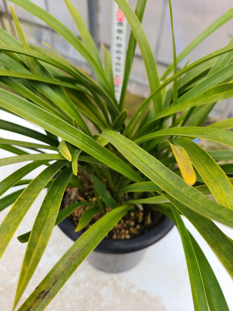 とわ様確認用。