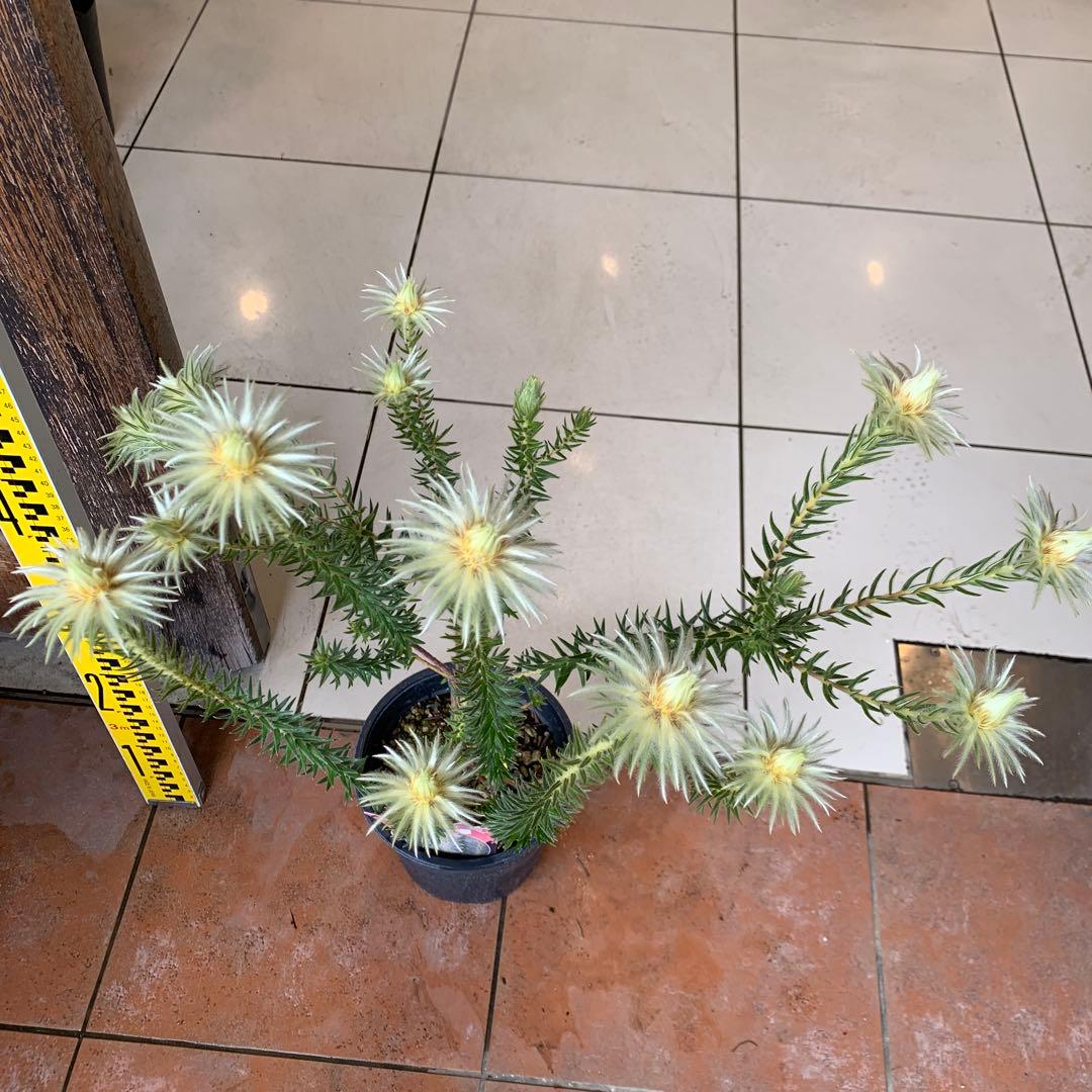 希少 フィリカ ハイドラ 2