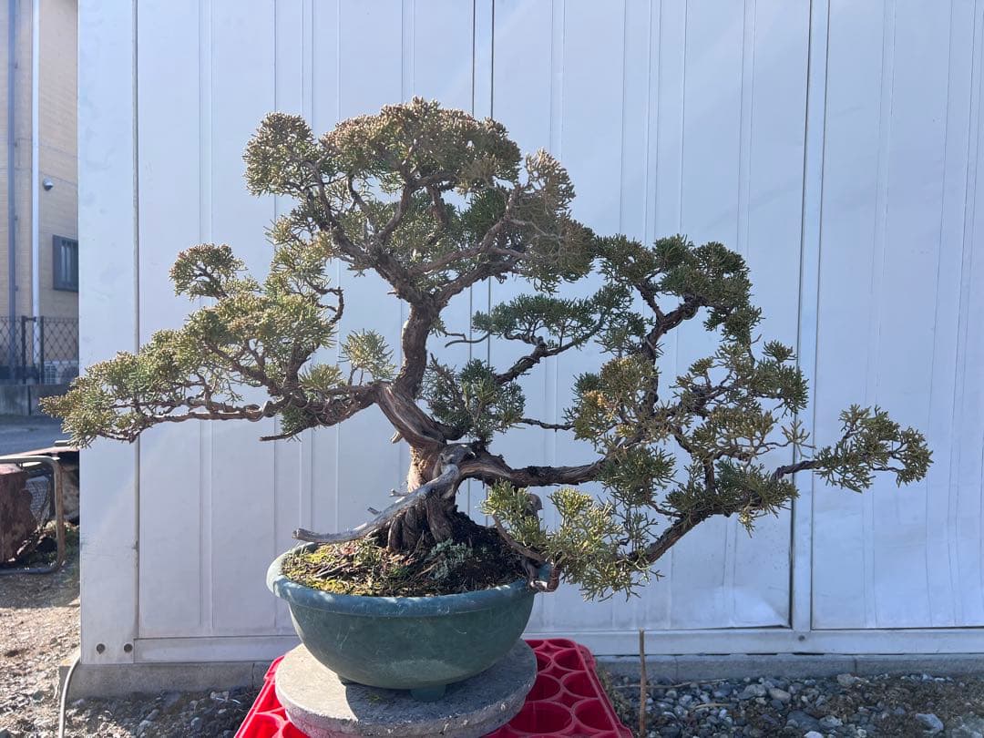 真柏　紀州真柏　ジンシャリ