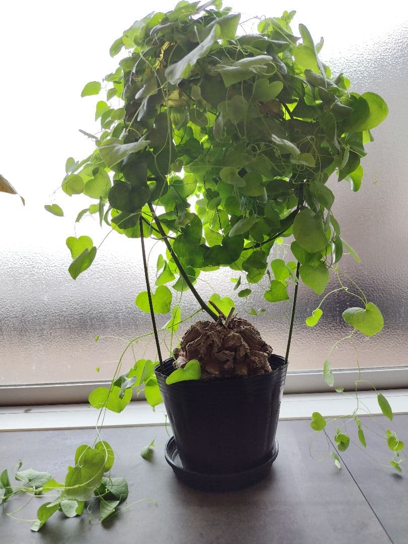 長谷川園芸亀甲竜　4寸