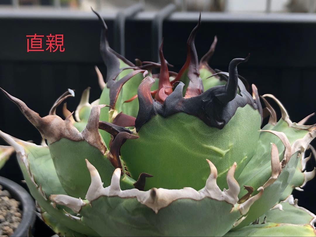 ハデス アガベ チタノタ 親画像あり