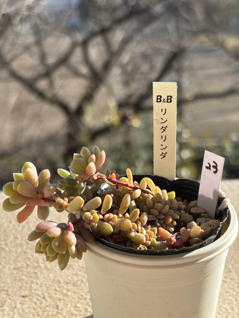 ２３　多肉　リンダリンダ　ぼのぼのさん苗　検) チェリーボンボン　メイプルハニー