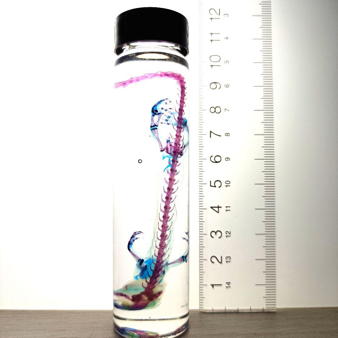 極希少【1点物】 透明骨格標本 ハコネサンショウウオ 成体 約15cm 尻尾断裂