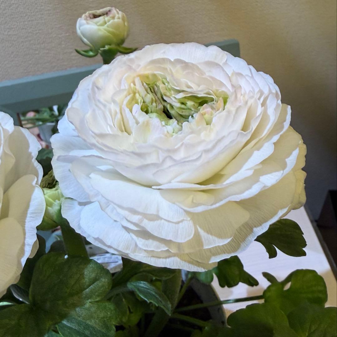 【レア】ポリアンサ　レイニーブルー　3号ポット苗《2/8》