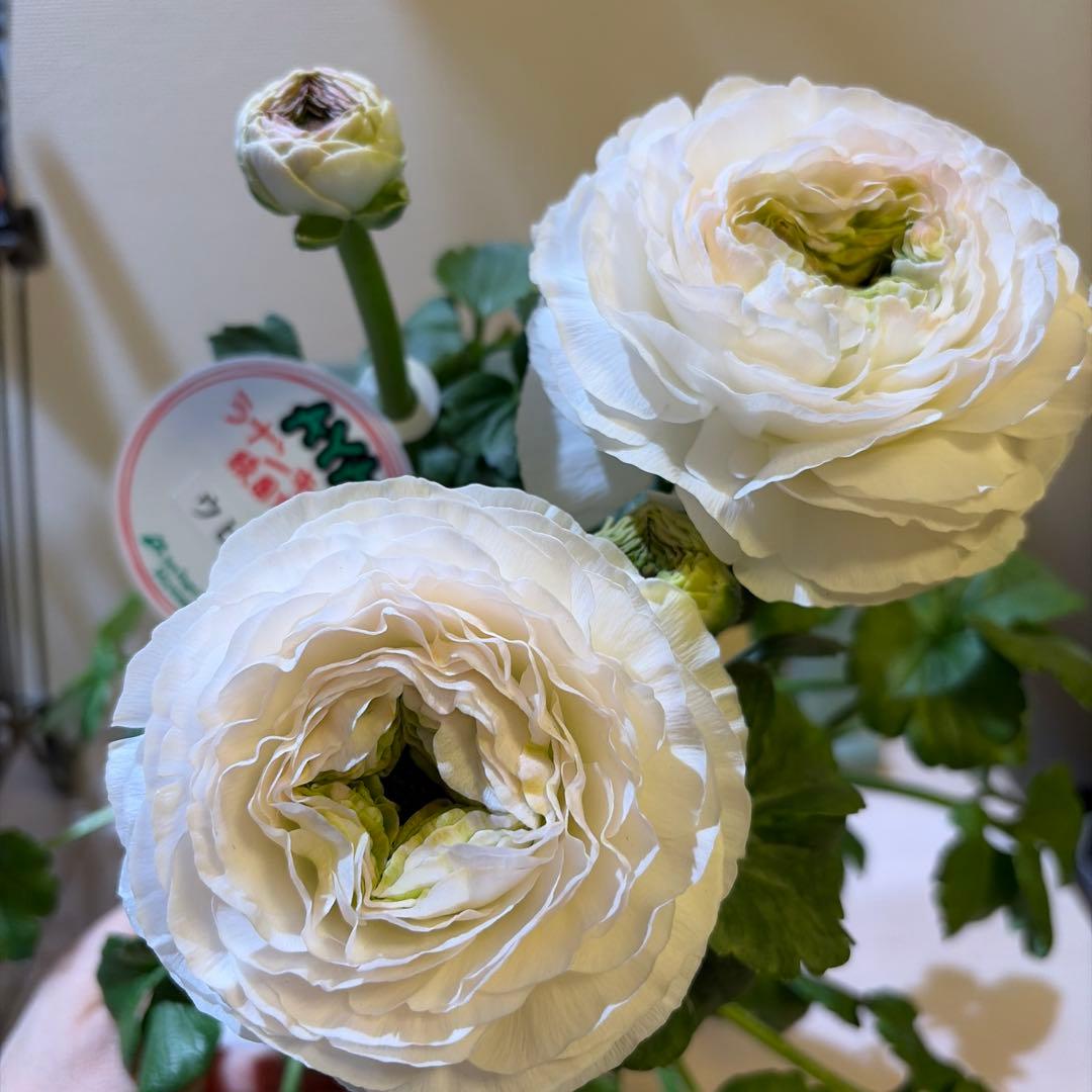 【レア】ポリアンサ　レイニーブルー　3号ポット苗《2/8》