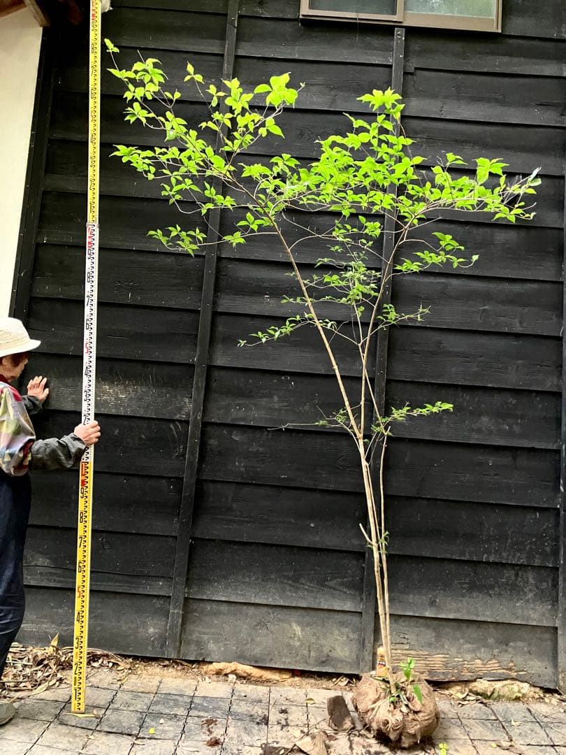 山採り　ムラサキシキブ
