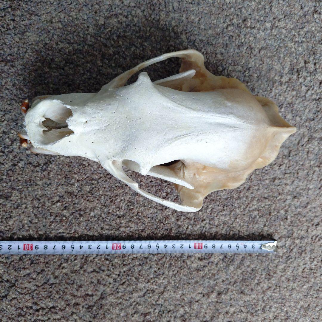 狩猟で獲ったツキノワグマ頭骨 約30cm
