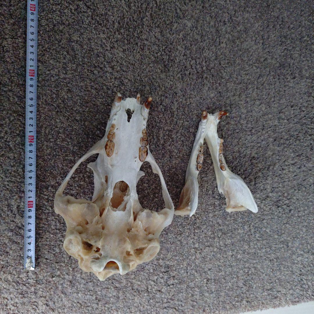 狩猟で獲ったツキノワグマ頭骨 約30cm