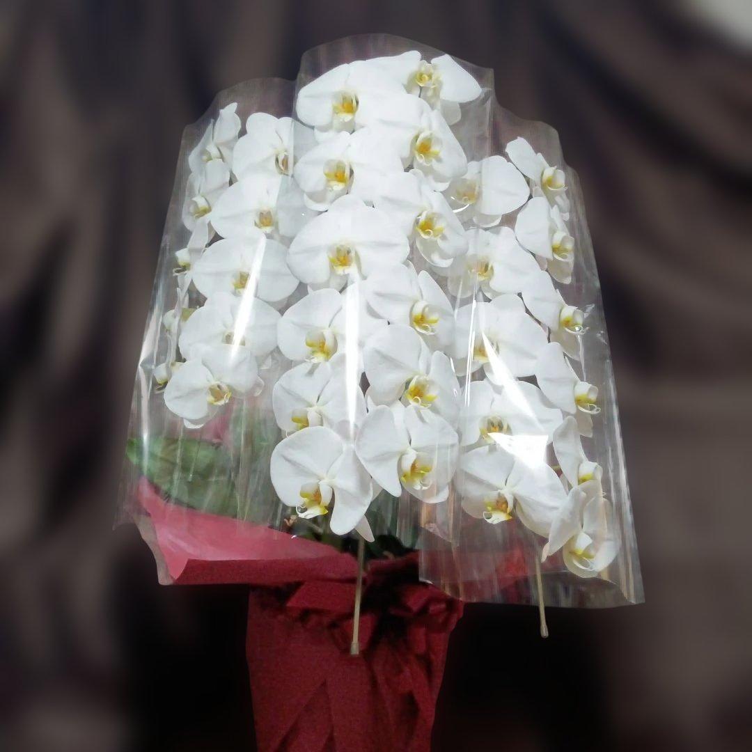 チャチャ　胡蝶蘭　生花　花鉢