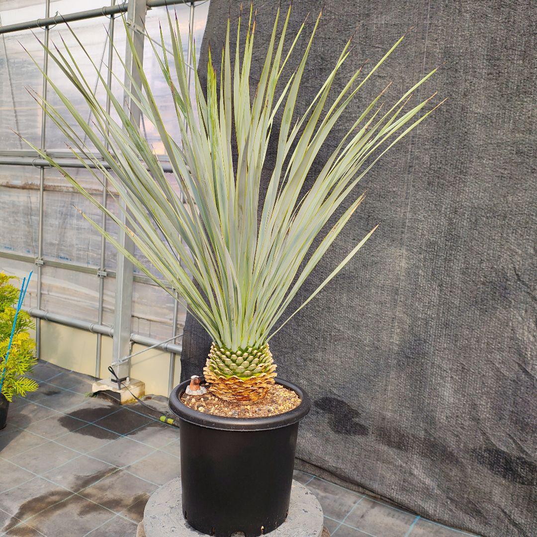 h*o様 ユッカ ロストラータ Hybrid No.2