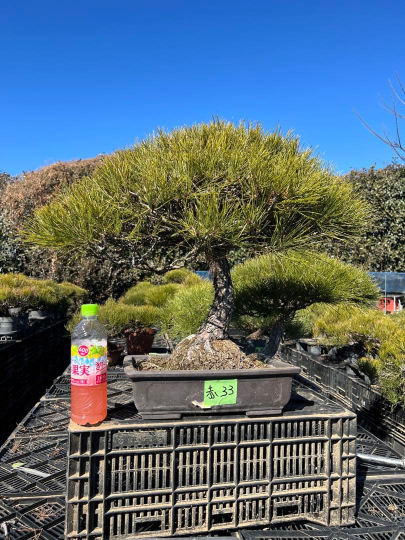赤松盆栽　極上　33