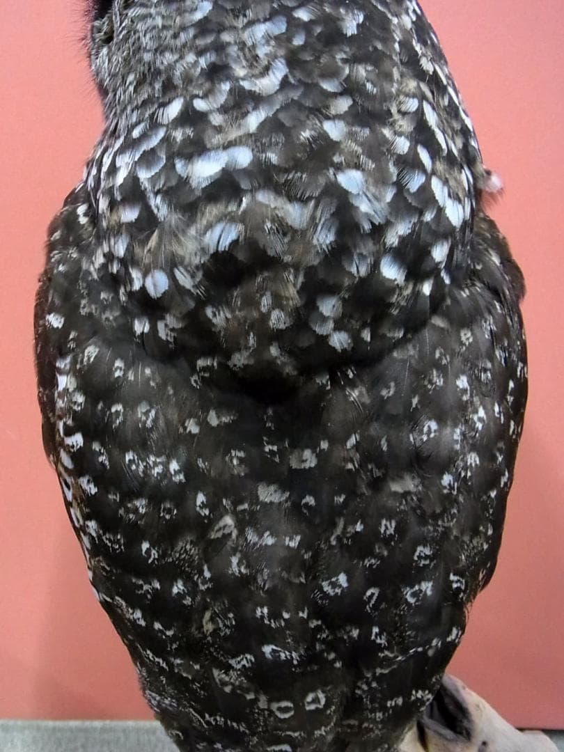 高品質　アフリカワシミミズク（Spotted Eagle-owl）剥製