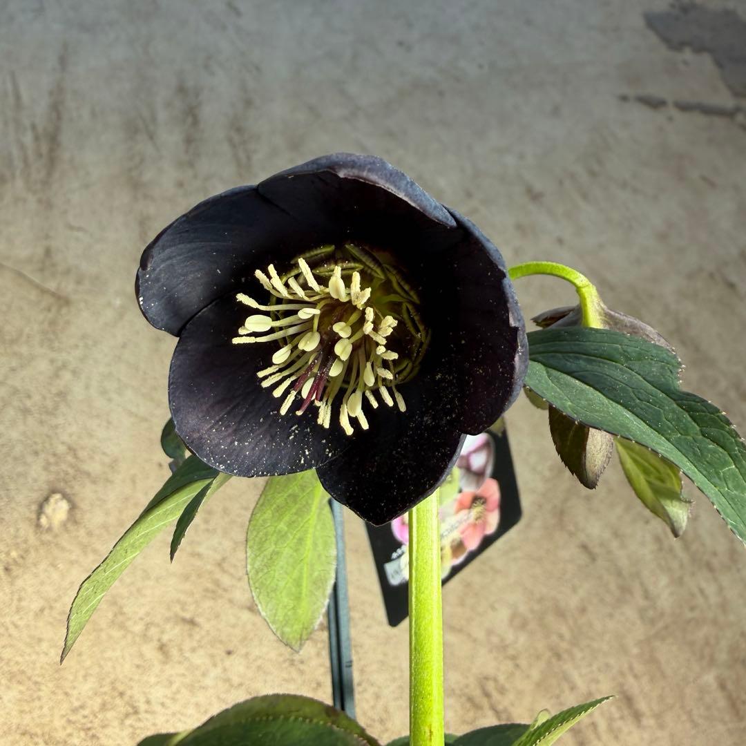 クリスマスローズ　開花株　sdブラックグリーンリップ