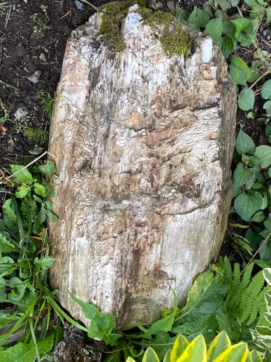 超希少　コケ付 木化石