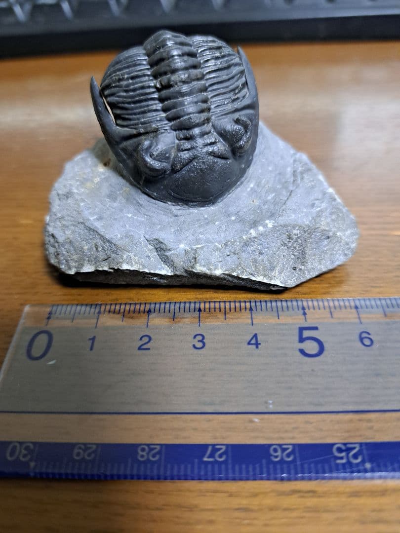 三葉虫 ホラドプス メソクリスタータ 化石