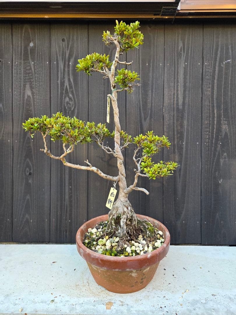 皐月盆栽「白新」