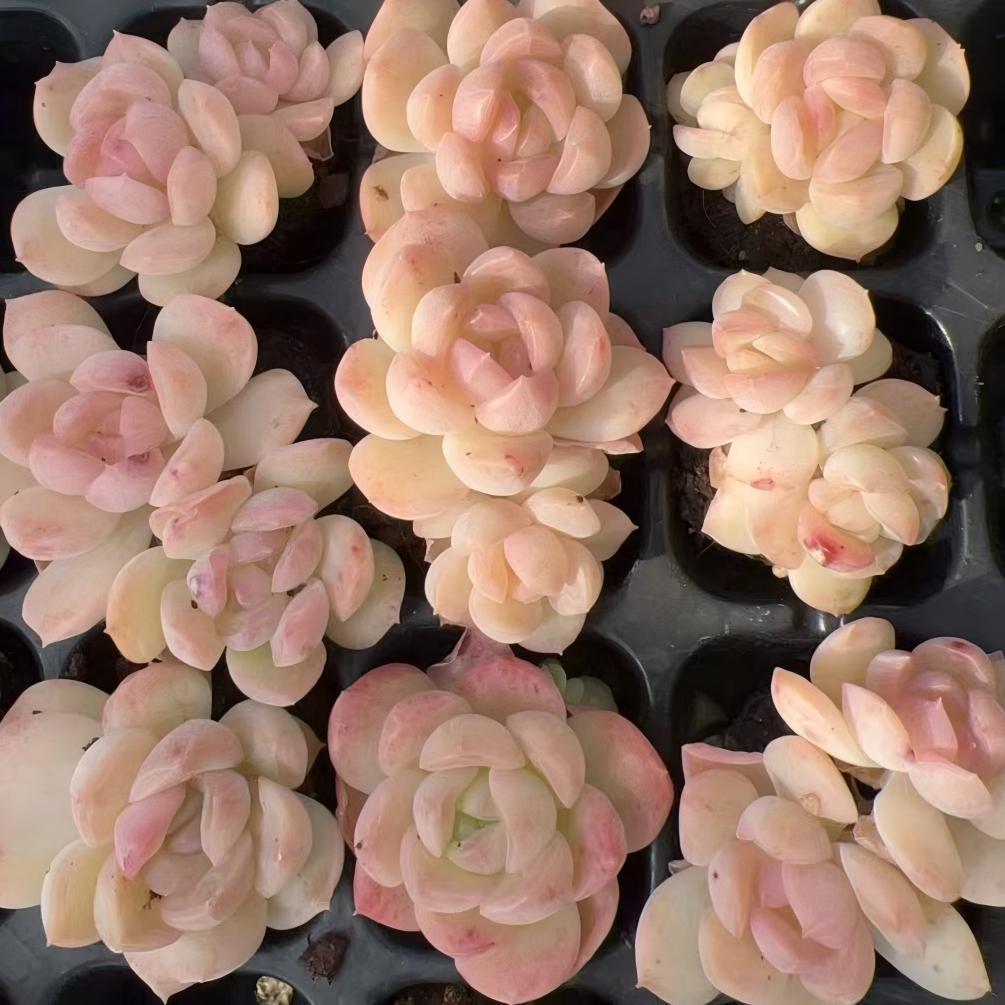 Top【選抜株】多肉植物　23527スノー　マウンティン105個　プラグトレー苗