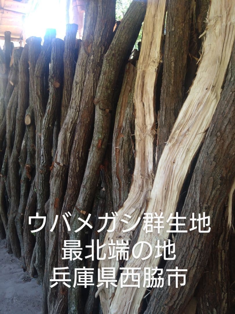 備長炭　丸物１５キロ