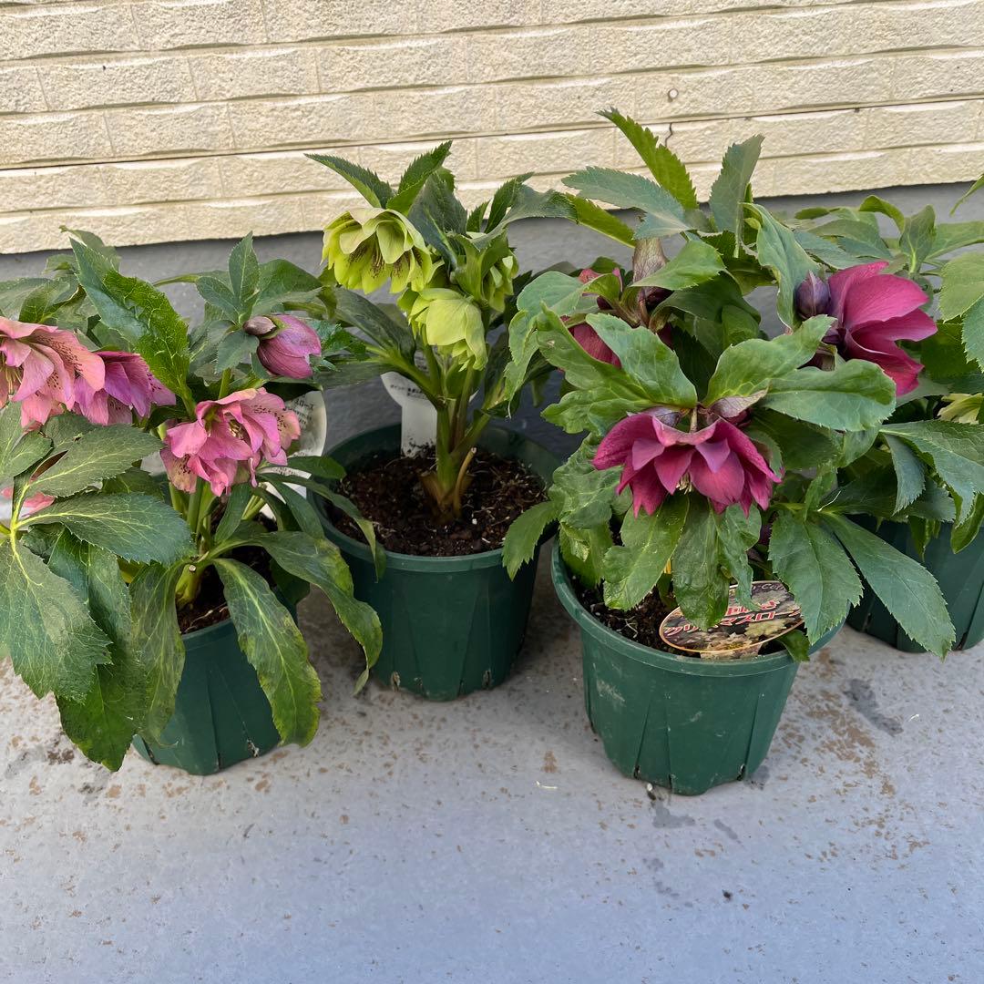 クリスマスローズ　八重　ダブル　５号　４鉢セット　現物　2月１日撮影　Ａ