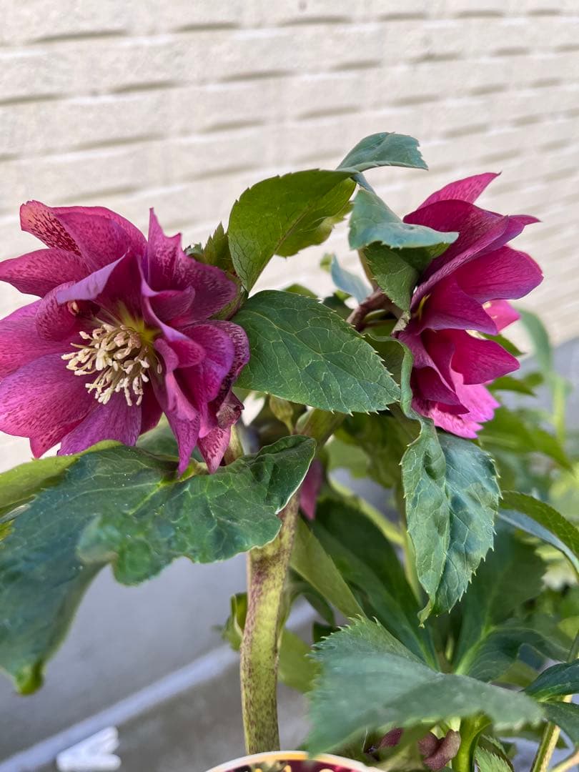 クリスマスローズ　八重　ダブル　５号　４鉢セット　現物　2月１日撮影　Ａ