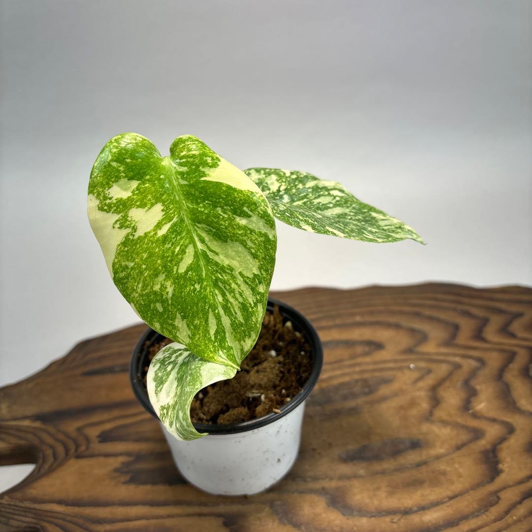 t*p様 モンステラ　デリシオーサ　レガシー　斑入り lsw31