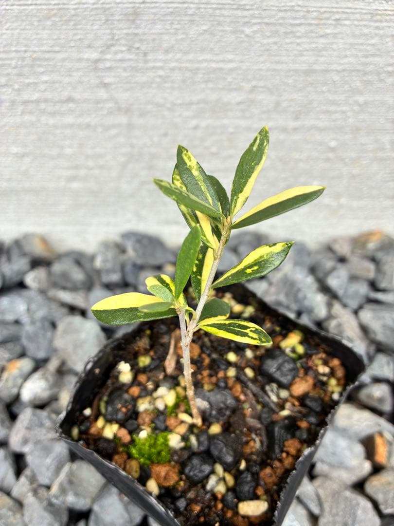 斑入りオリーブ苗　⑤