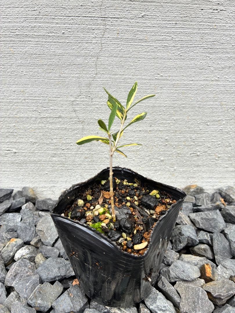 斑入りオリーブ苗　⑤