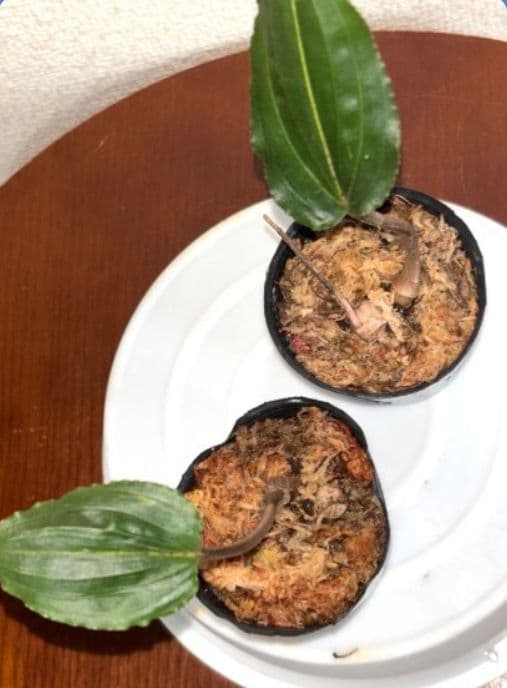 植キチのタケちゃん様まとめ買い専用です。