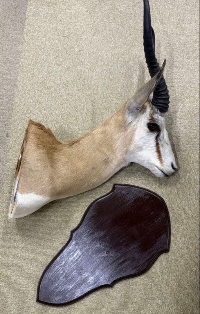 鹿の剥製　スプリングボック（ショルダーマウント）剥製